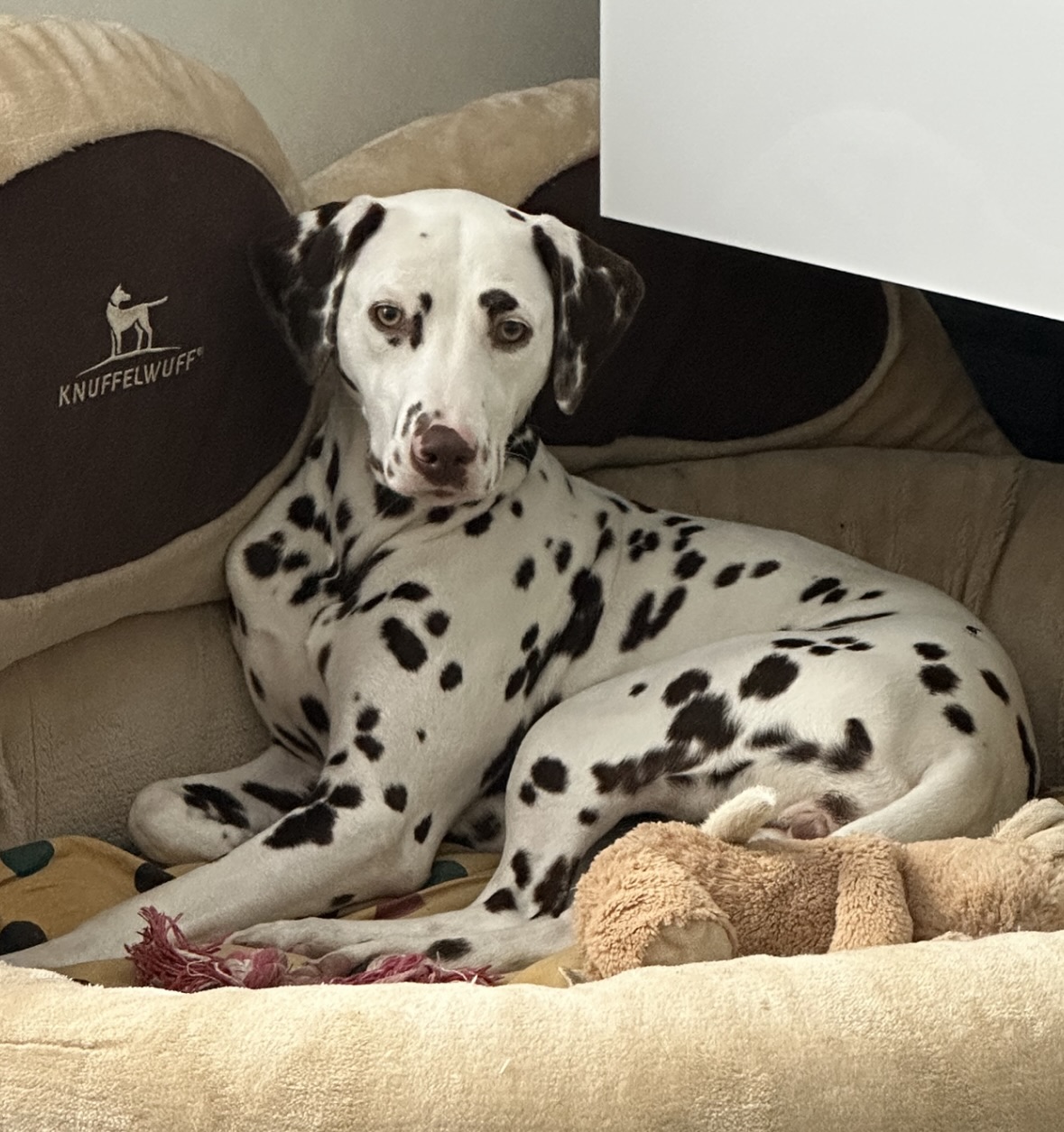 Pepper – Security-Officer